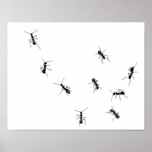 Poster fourmis en marche.png
