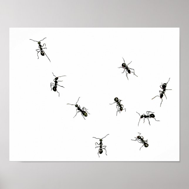 Poster fourmis en marche.png (Devant)