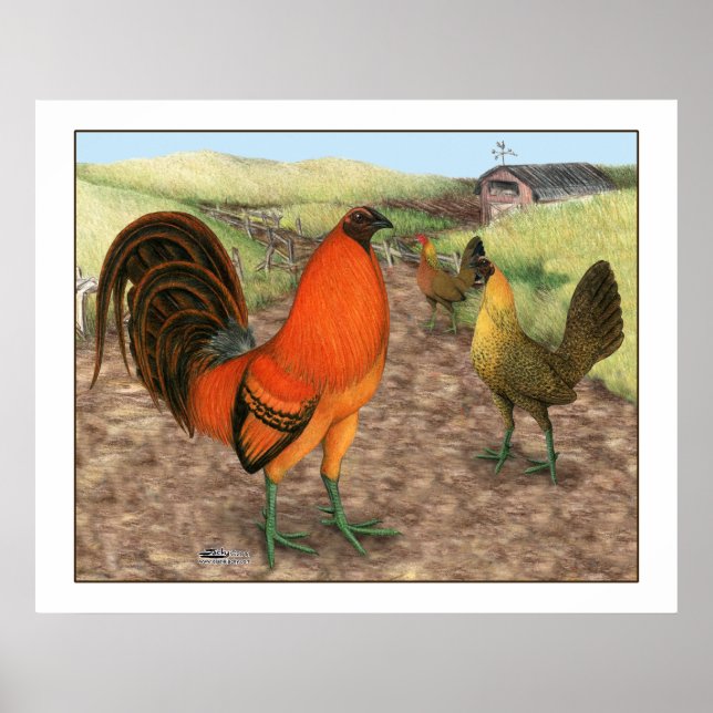 Poster Fowl de jeu sur la ferme (Devant)