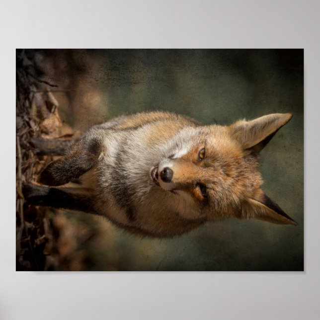 Poster Fox (Devant)