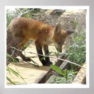 Poster Fox 2