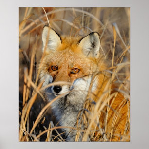 Poster Fox rouge dans les mauvaises herbes