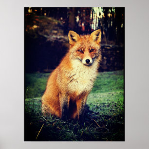 Poster Fox rouge dans une forêt