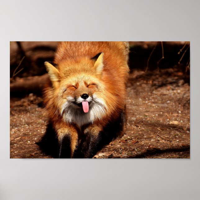 Poster Fox Sticking It's Tongue Out (Devant)