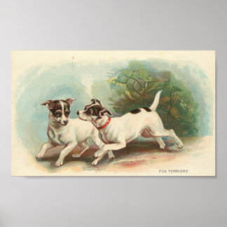 Poster Fox Terriers