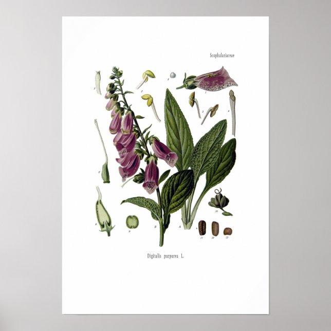Poster Foxglove (Devant)