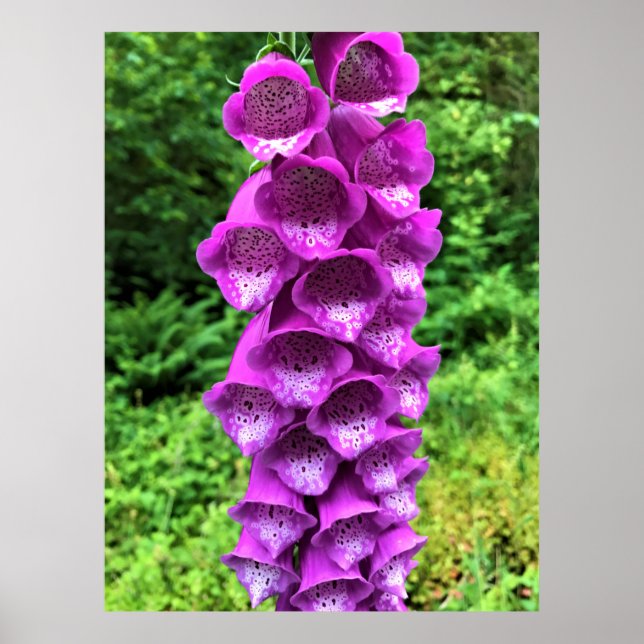 Poster Foxglove Flowers, Oregon (Devant)