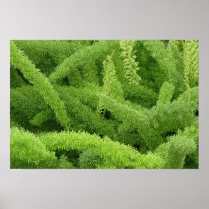 Poster Foxtail Fern, Asparagus densiflorus myers