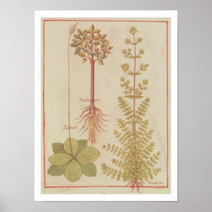 Poster Fr 12322 f.180v Plantain, marjoram et mandrake, f