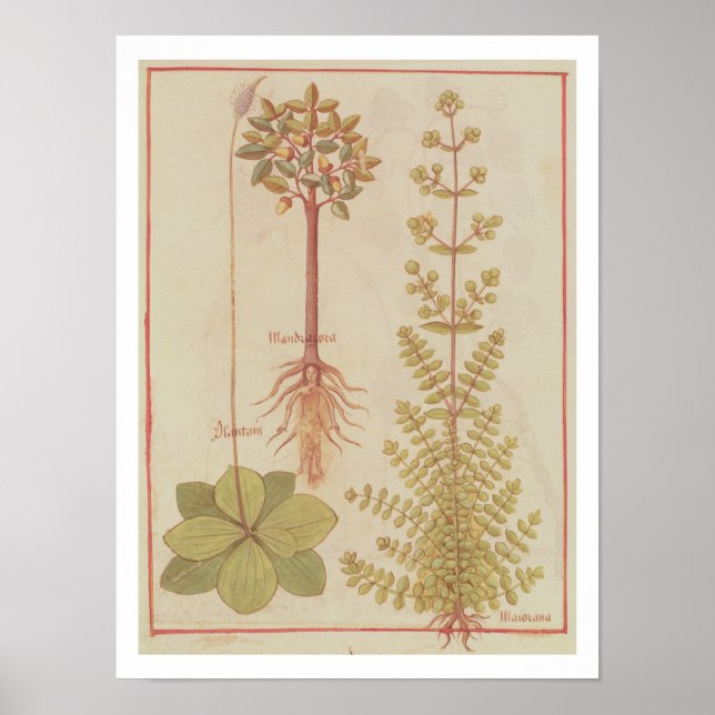 Poster Fr 12322 f.180v Plantain, marjoram et mandrake, f (Devant)