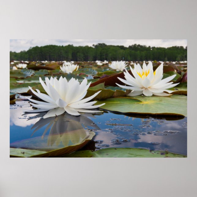 Poster Fragrant Water Lily (Devant)
