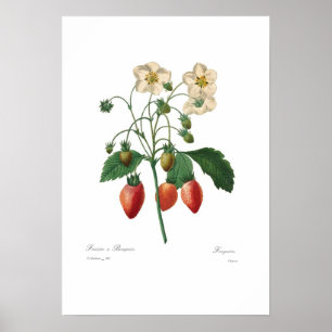 Poster Fraise