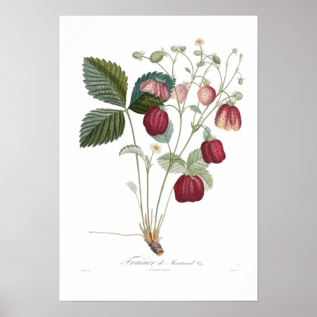 Poster Fraise, Fraisier de Montreuil (Devant)