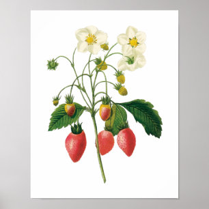 Poster Fraises vintages de nourriture de baies de fruit