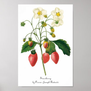 Poster Fraises vintages de nourriture de baies de fruit