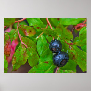 Poster Framboises mûres sous une pluie légère