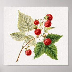 Poster Framboises rouges (Rubus Xnégligectus) Peinture au