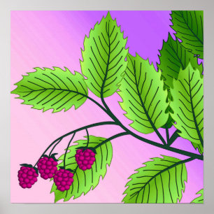 Poster Framboises sur une branche