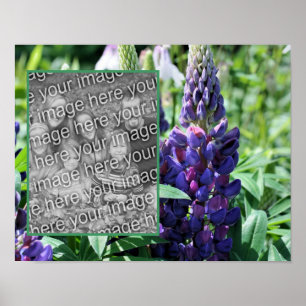 Poster Frame de Lupine violette Ajoutez votre photo