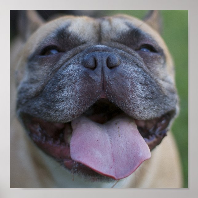 Poster Français (Devant)