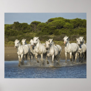 Poster France, Camargue. Les chevaux courent à travers l'