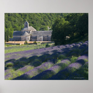 Poster France, Gordes, Abbaye de Senaque, champ de lavand