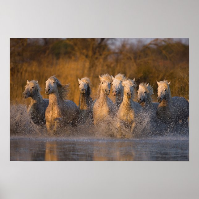 Poster France, Provence. Chevaux blancs de Camargue (Devant)