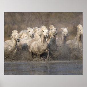 Poster France, Provence. Chevaux blancs de Camargue en co