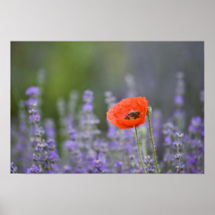 Poster France, Provence. Lone poppy in field of
