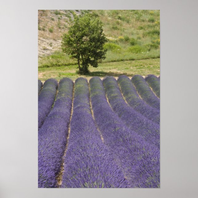 Poster France, Provence. Rangées de lavande en fleurs. (Devant)