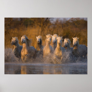 Poster France, Provence. White Camargue horses