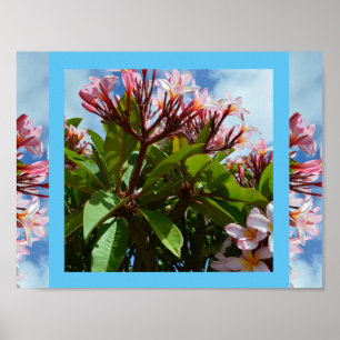 Poster Frangipani à fleurs roses,
