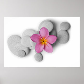 Poster Frangipani et galets