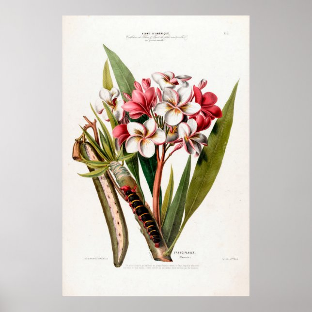 Poster Frangipani Flore D Amerique vintage (Devant)