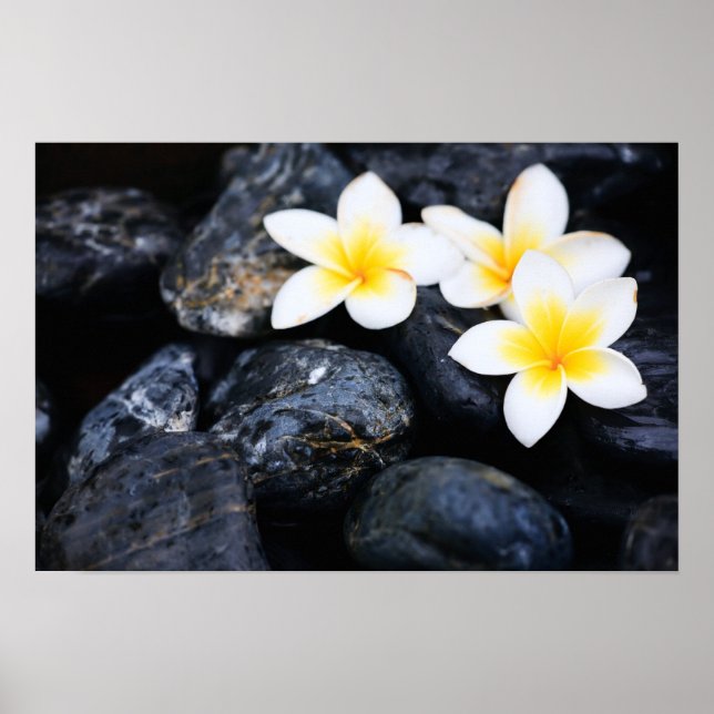 Poster Frangipani flowers (Devant)