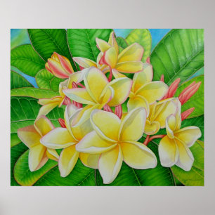 Poster Frangipani hawaïen