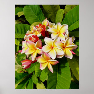 Poster Frangipani hawaïen