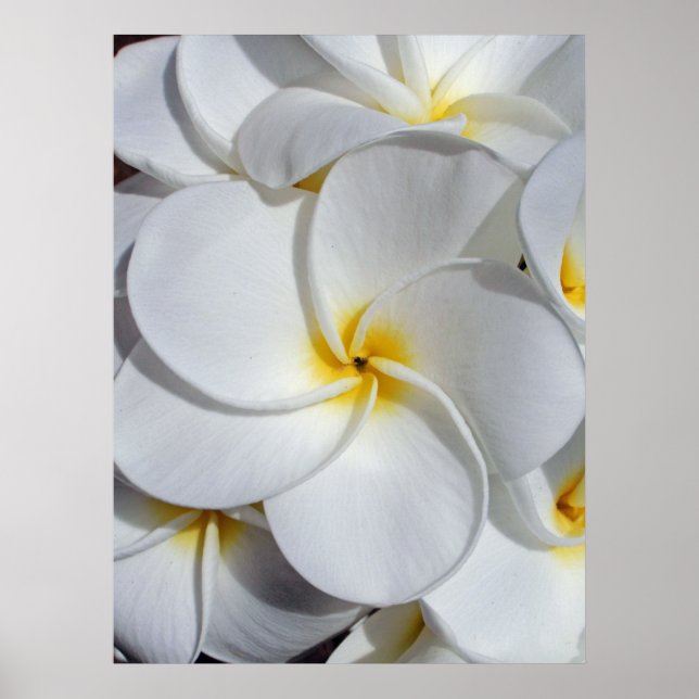 Poster Frangipani hawaïen (Devant)