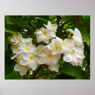 Poster Frangipani hawaïen