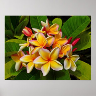 Poster Frangipani hawaïen