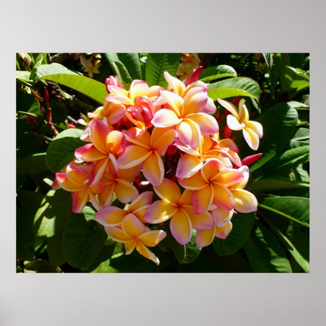 Poster Frangipani hawaïen (Devant)