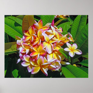 Poster Frangipani hawaïen