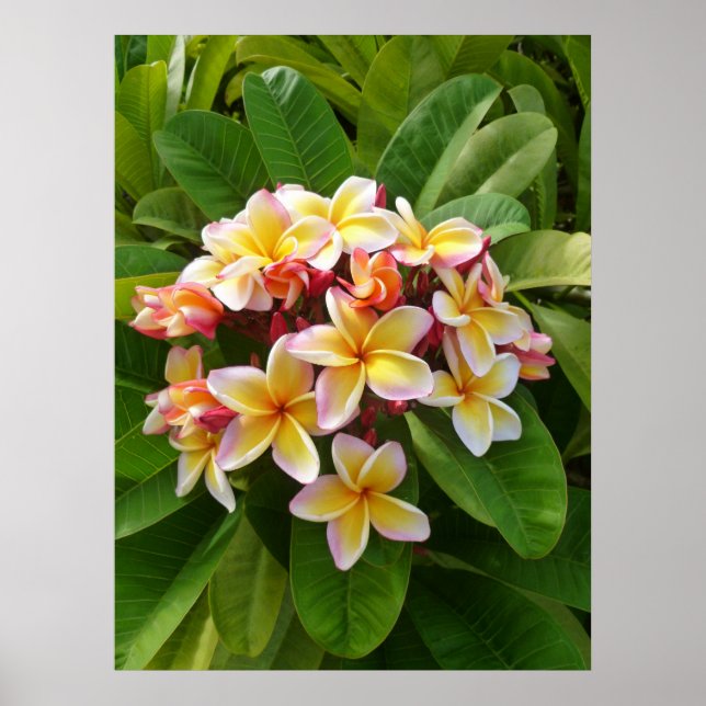 Poster Frangipani hawaïen (Devant)