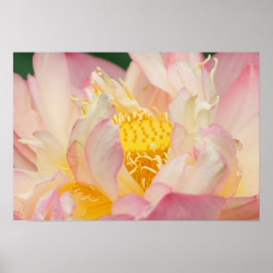 Poster Franklin NC, jardin d'eau de Perry, Lotus avec