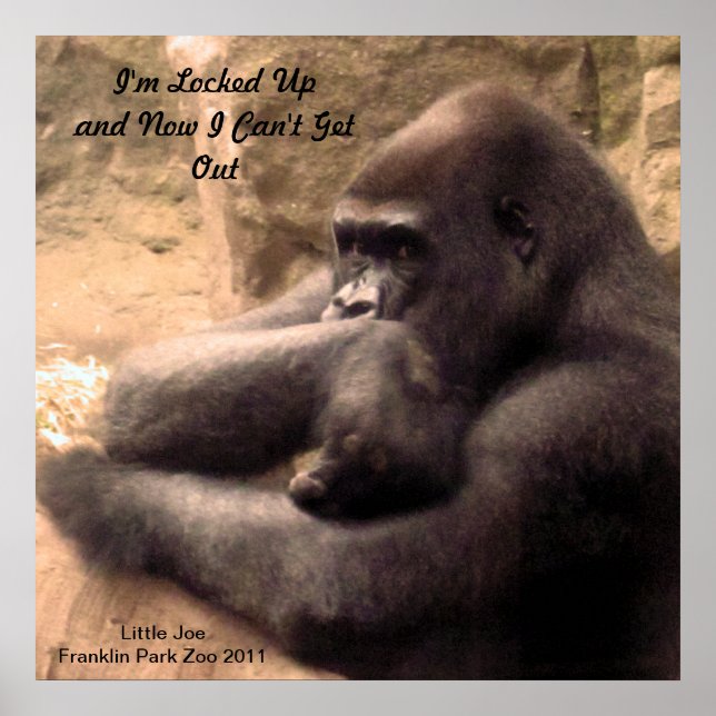 Poster Franklin Park Zoo Gorilla Imprimer (Devant)