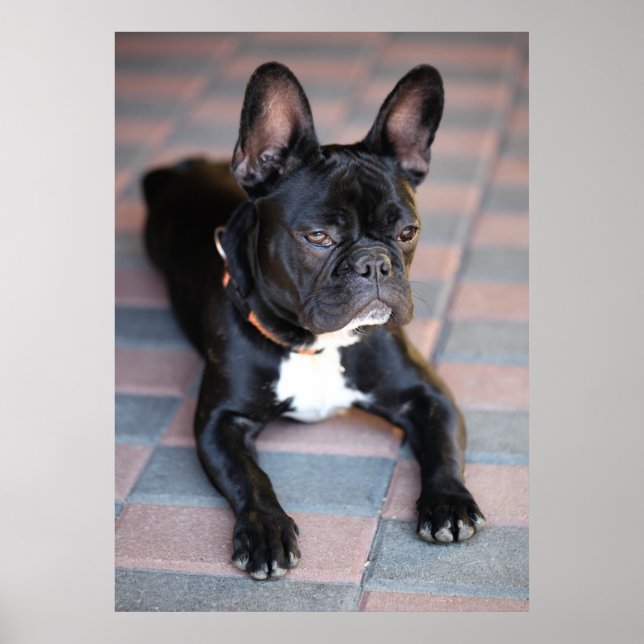 Poster Französisch Bulldog (Devant)