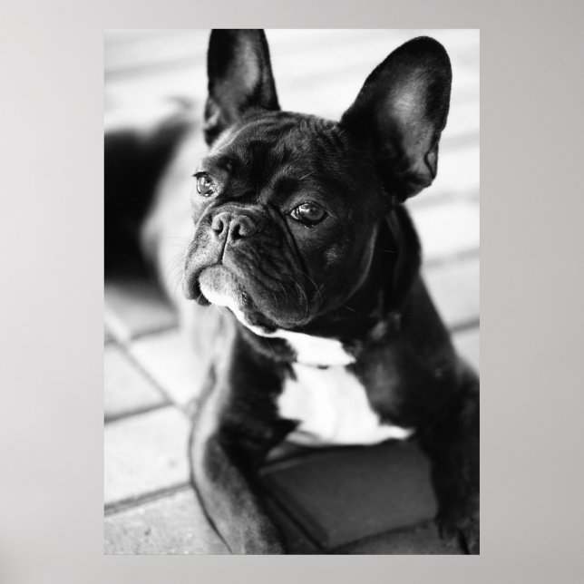 Poster Französisch Bulldog (Devant)