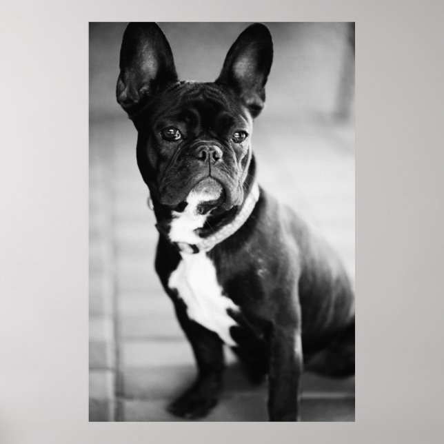 Poster Französisch Bulldog (Devant)