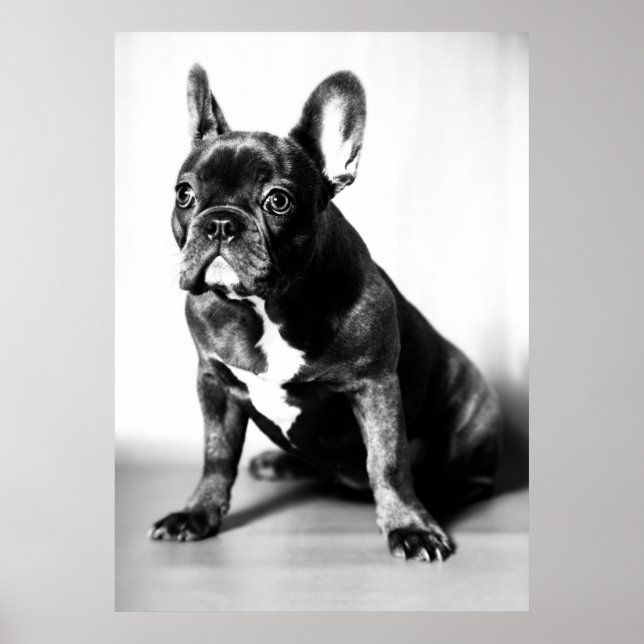 Poster Französische Bulldogge (Devant)