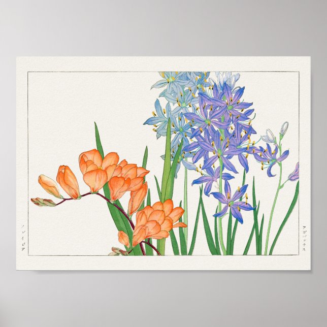 Poster Freesia, lis africain par Tanigami Konan (Devant)